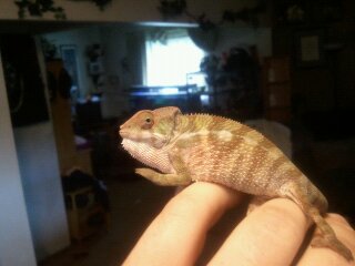chameleons 105.jpg