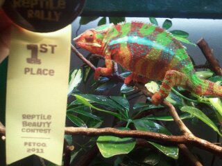 chameleons 104.jpg