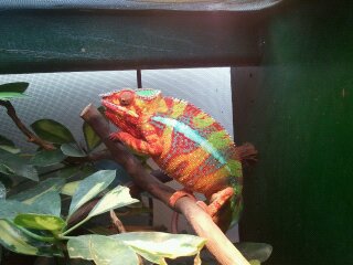 chameleons 103.jpg