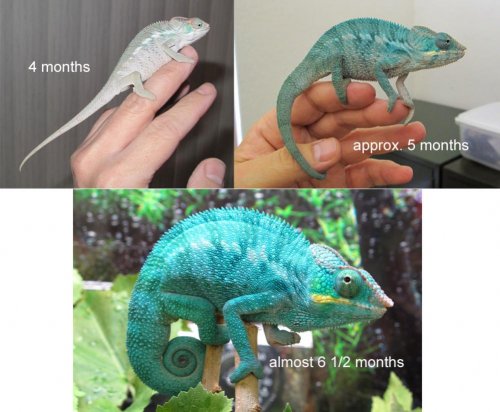 comparison.jpg