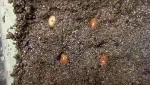 momma's egg & stella's 3.jpg