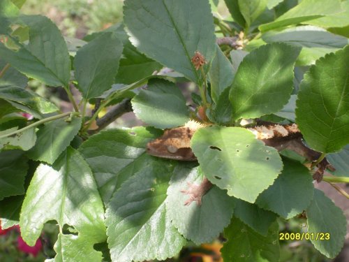 Crested Gecko 001.jpg
