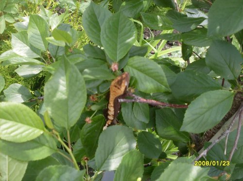 Crested Gecko 003.jpg