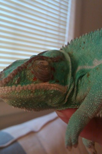 sulley dirty eye.jpg