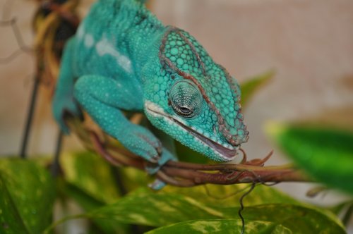 DSC_0508.JPG