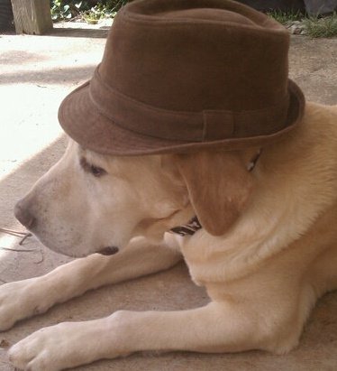 pooch w a hat.jpg