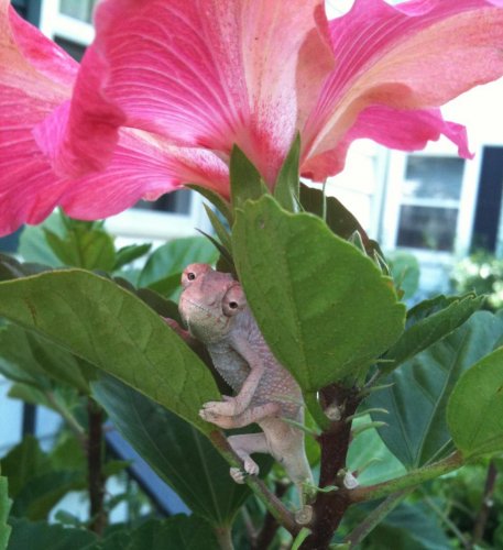 Hibiscus umbrella.jpg