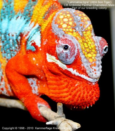 Sun Tiger1.jpg