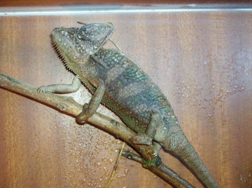 You can't see me - I'm a branch.jpg