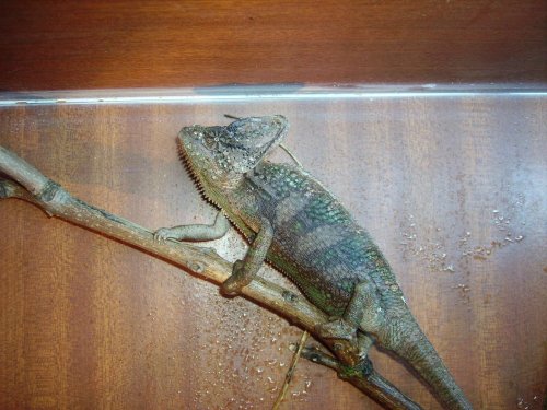 Ok, I'm a leaf - move along, nothing to see.jpg