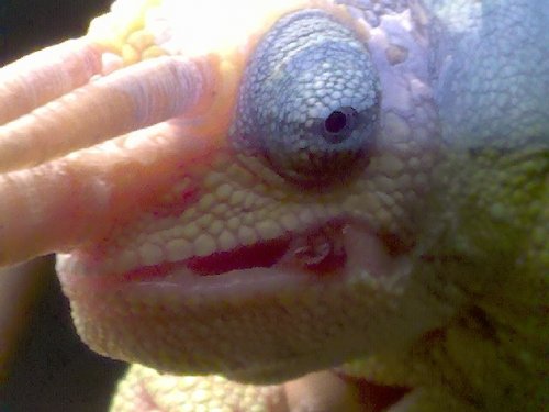 chameleon.jpg