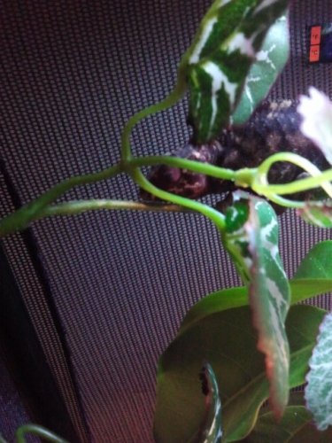 2011-06-19 12.36.09.jpg