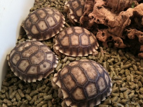 beardies-group.jpg