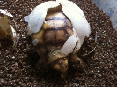 hatchling sulcata.jpg