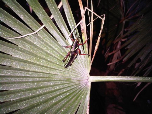 IMG00819-20110619-2005.jpg