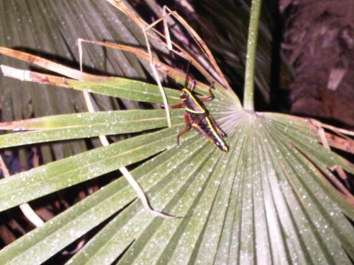 IMG00820-20110619-2005.jpg