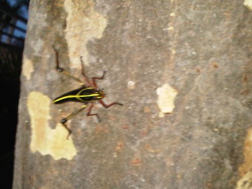 IMG00821-20110619-2013.jpg