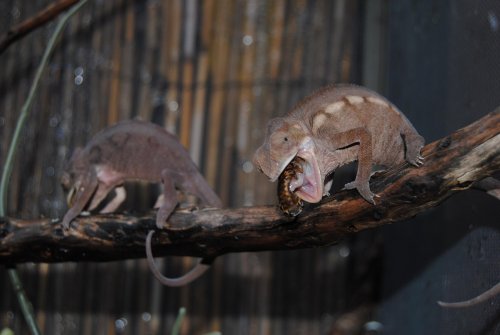 DSC_0081.jpg