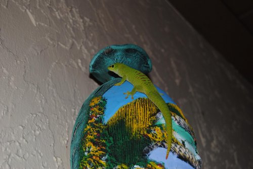 DSC_0026.jpg