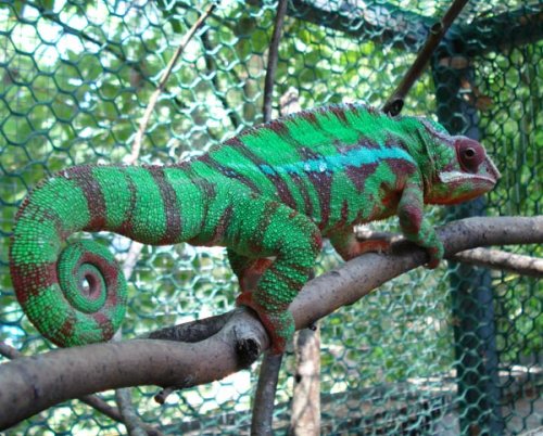 chameleon1.jpg chameleon1.jpg