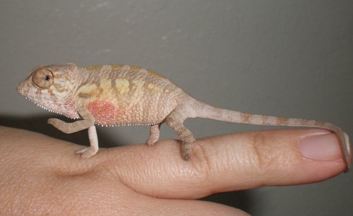 female 2mo.jpg