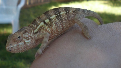 female 4 mo.jpg