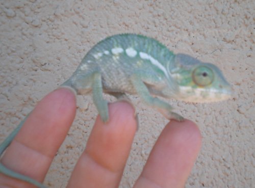male 2 mo.jpg