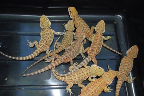 beardies new8-lot.JPG
