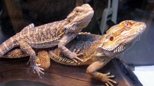 beardeddragon1.jpg