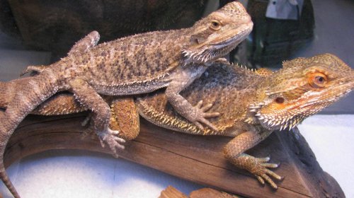 beardeddragons2.jpg