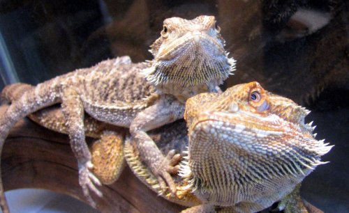 beardeddragons3.jpg