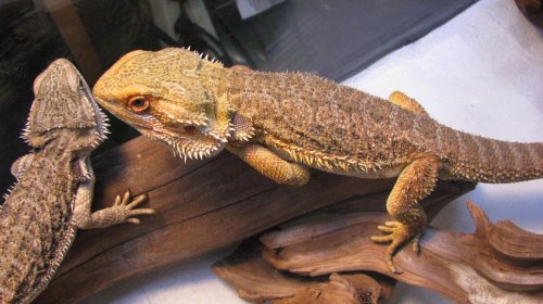 bearded102.jpg