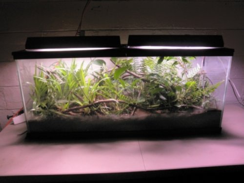 Pygmy tank 001 real small.jpg