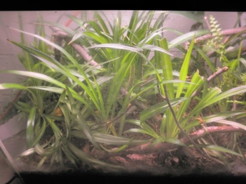 Pygmy tank 002 real small.jpg