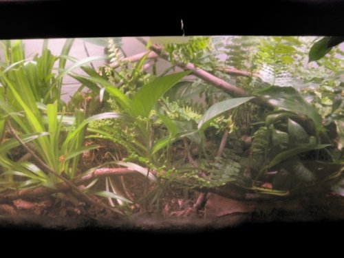 Pygmy tank 003 real small.jpg