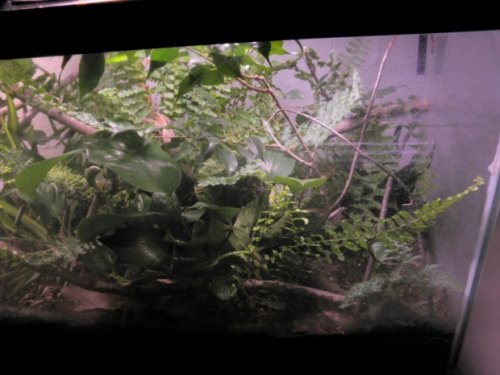 Pygmy tank 004 real small.jpg