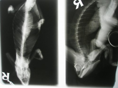 Cham xray 1.jpg