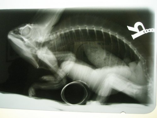 Cham xray 2.jpg