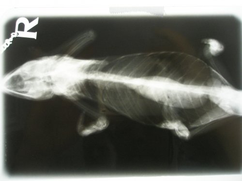 Cham xray 3.jpg