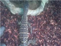 Water monitor 1.jpg