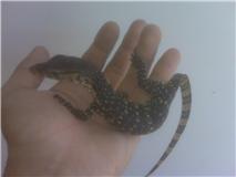 Water monitor 2.jpg