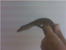 Water monitor 3.jpg