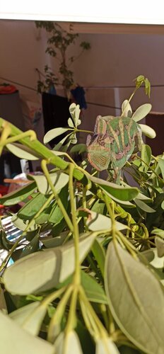 IMG_20201225_093656.jpg