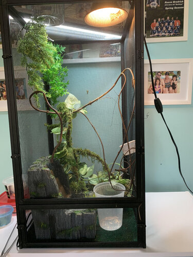 chameleon3.jpg chameleon3.jpg