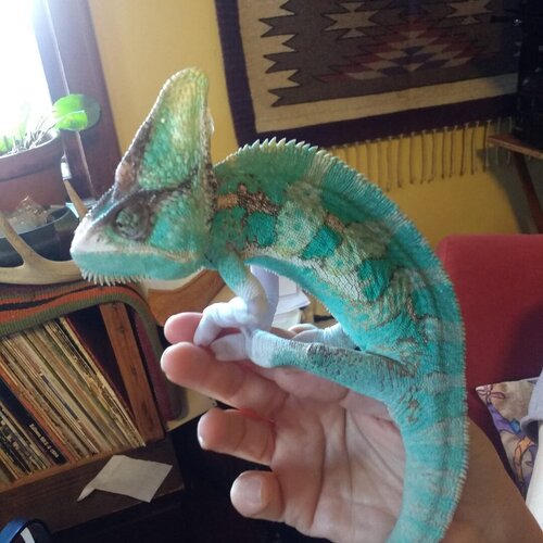 chameleon 1.jpg