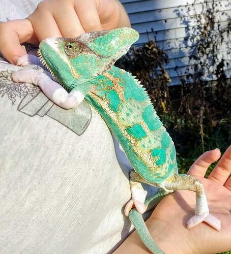 chameleon 2.jpg chameleon 2.jpg