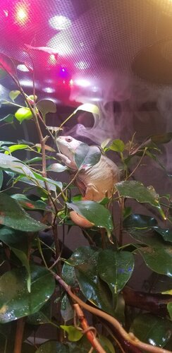 Hyde After About 3 Months.jpg