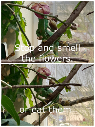 IMG_1348.PNG