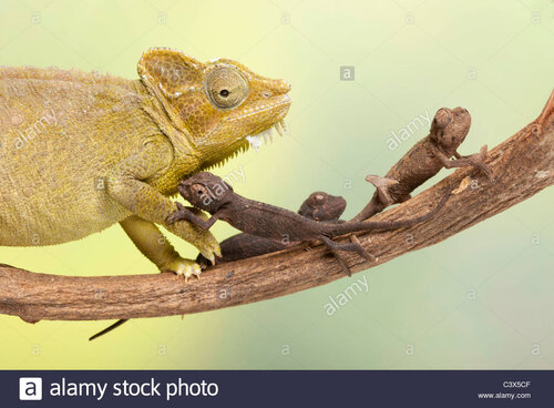 high-casqued-chameleon-von-hoehnels-chameleon-trioceros-hoehnelii-C3X5CF.jpg