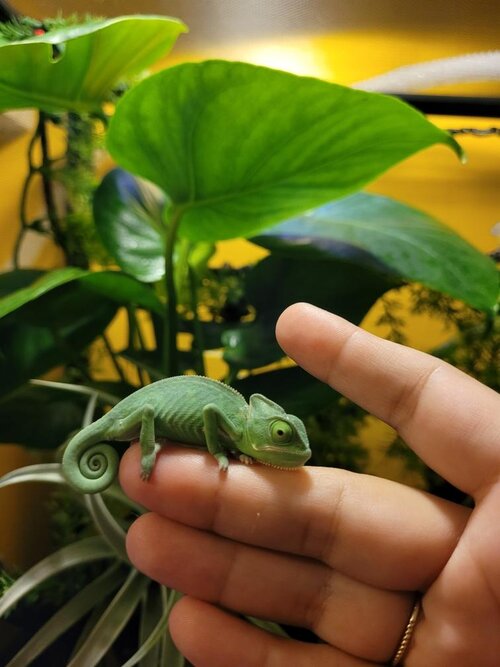 Ivy 27 Jan 2021.2.jpg